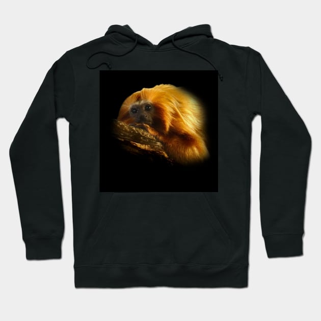 Golden lion tamarin Hoodie by Guardi